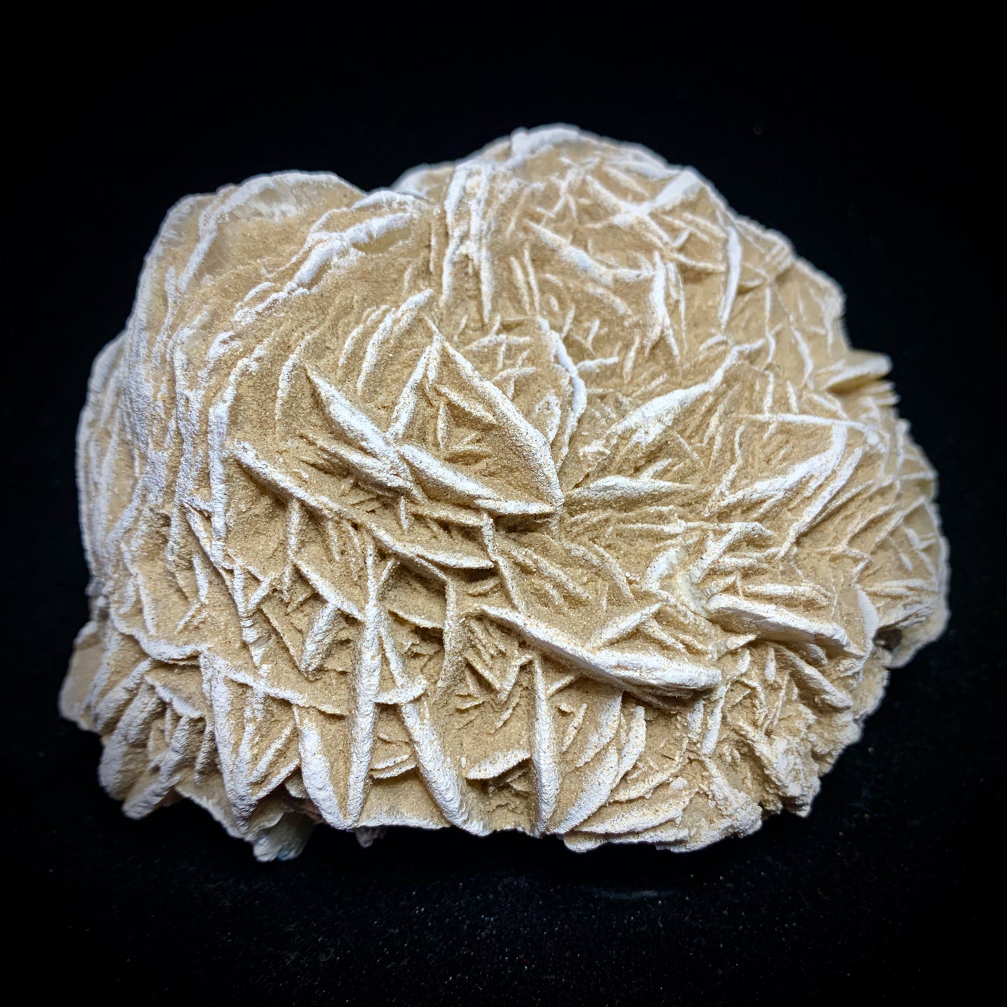 5.1" Gypsum Desert Rose from Mexico