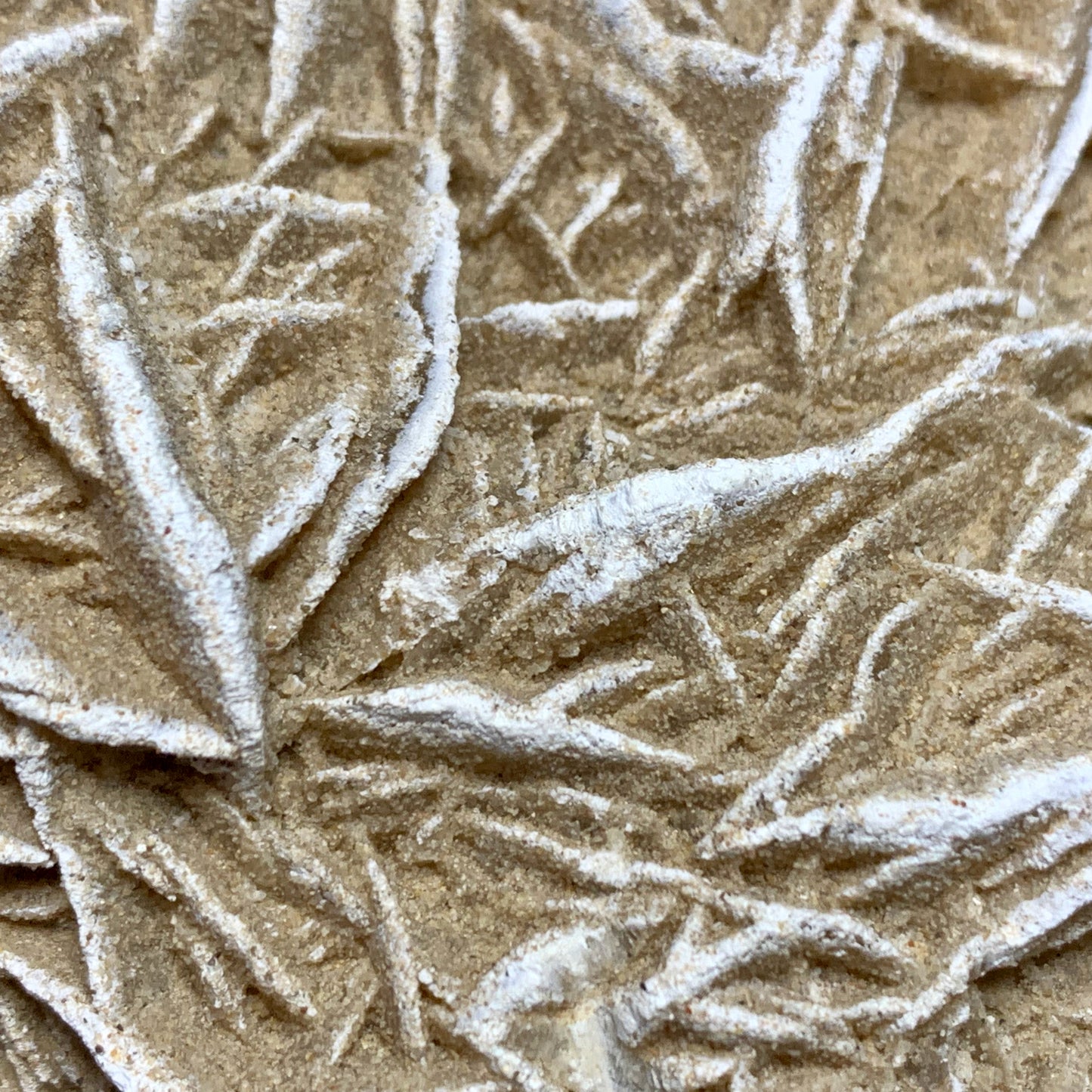 5.1" Gypsum Desert Rose from Mexico