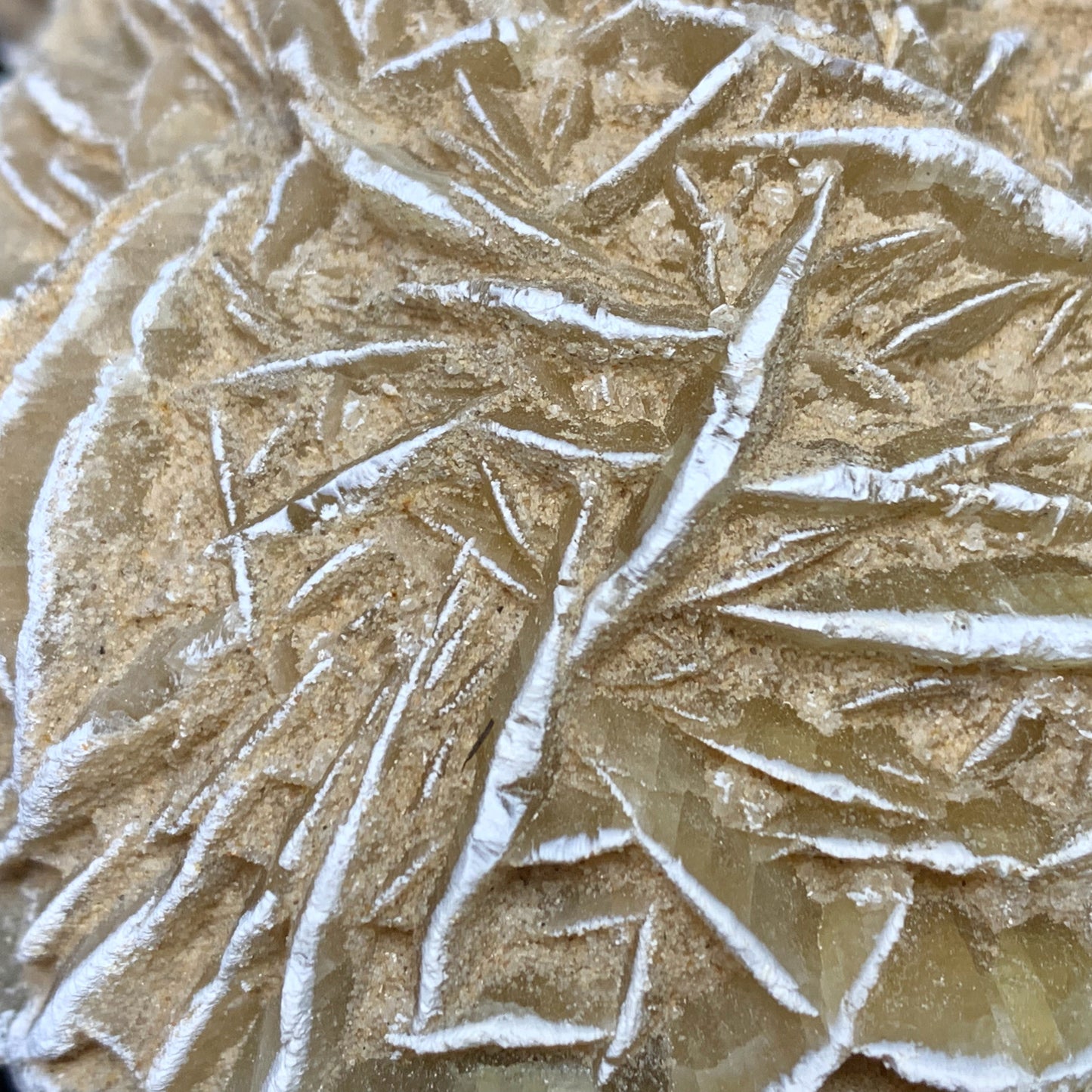5.1" Gypsum Desert Rose from Mexico