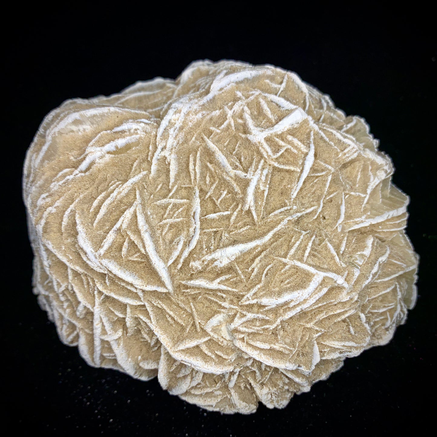 5.1" Gypsum Desert Rose from Mexico