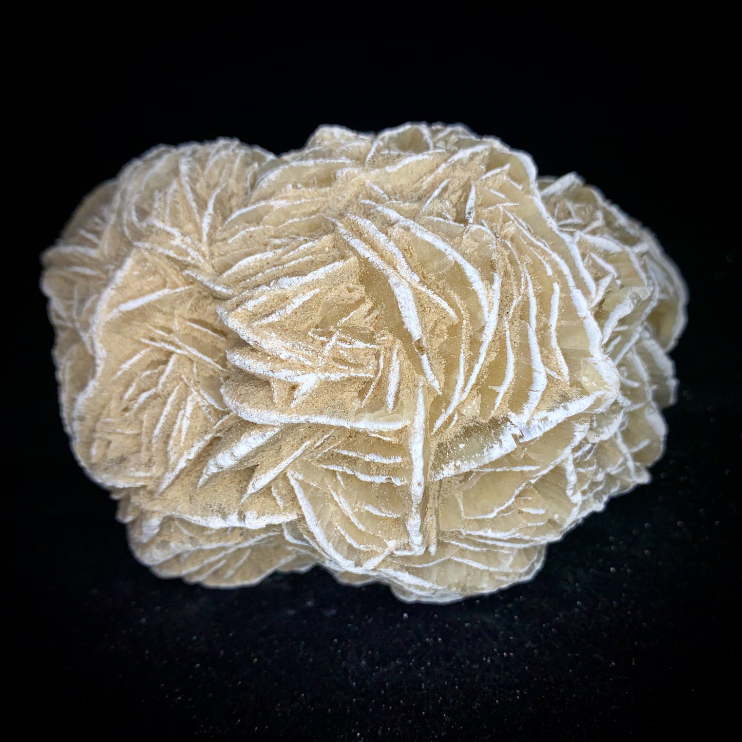 5.1" Gypsum Desert Rose from Mexico