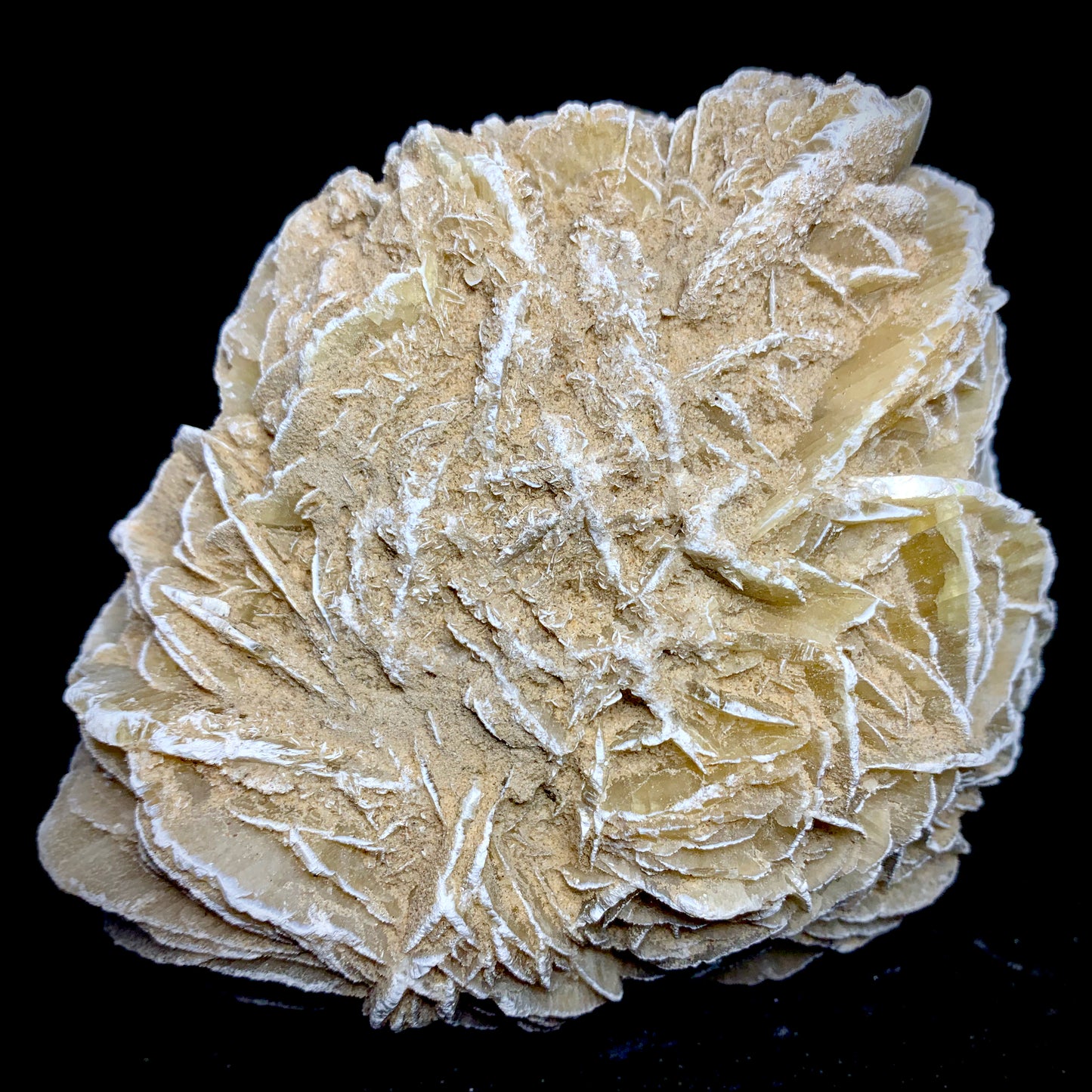 5.1" Gypsum Desert Rose from Mexico